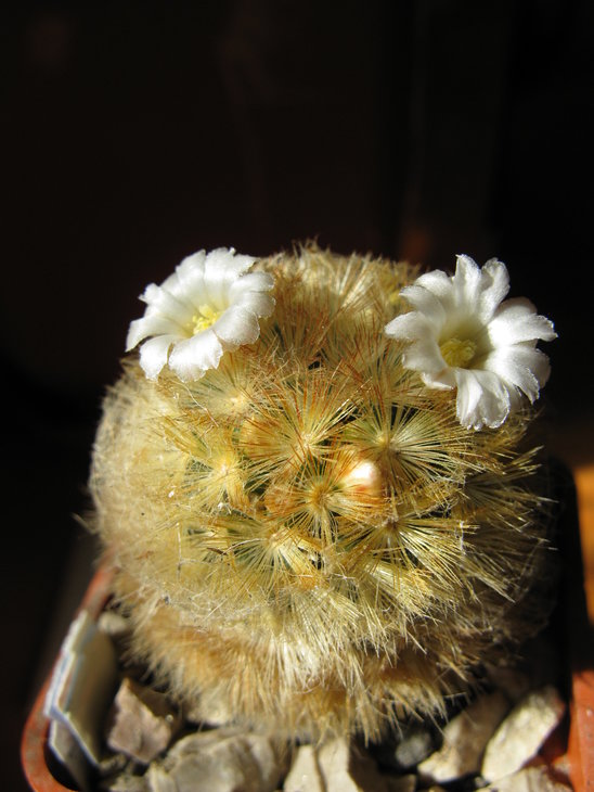 M.carmenae