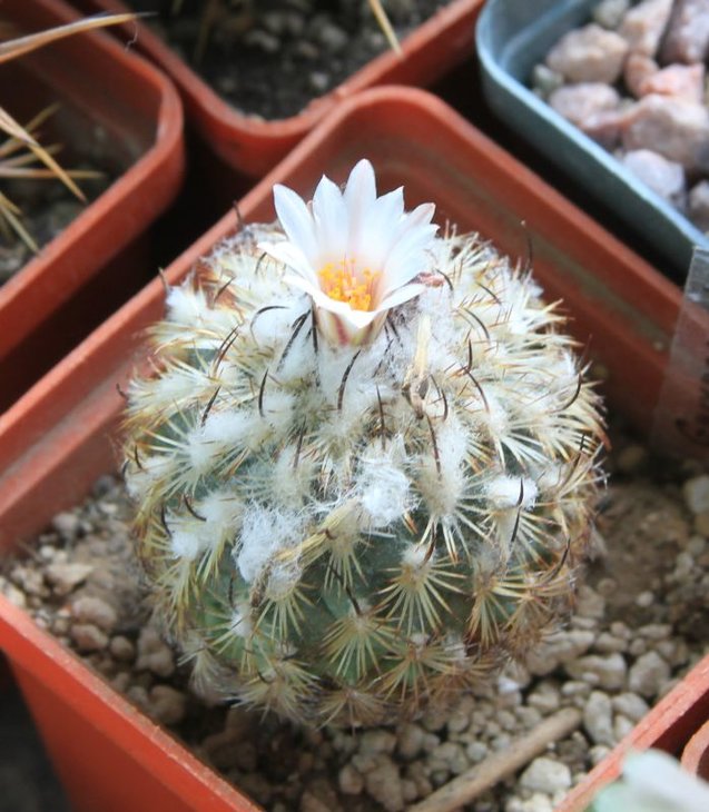 Gymnocactus ysabelae