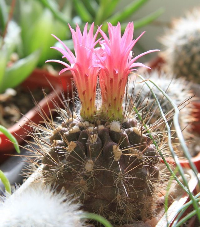 Neoporteria villosa