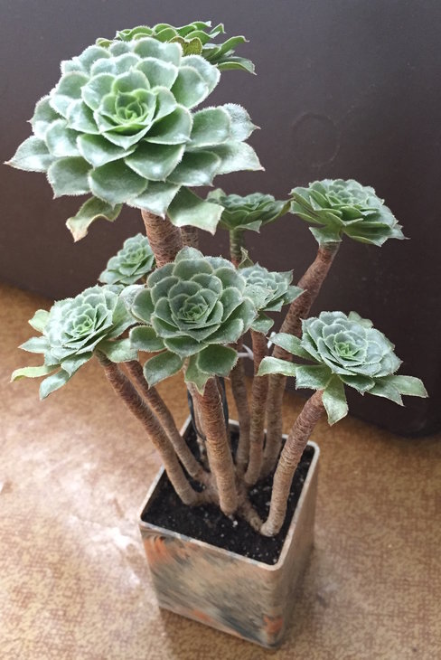 Он же сейчас (Aeonium  holochrysum)
