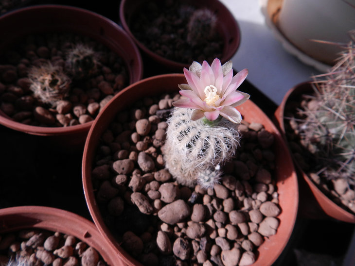 DSCN7528.JPG
