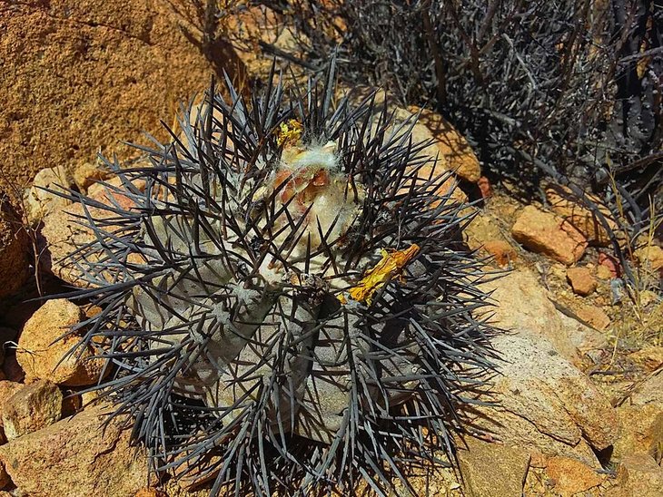 Copiapoa griseoviolacea UKR-105
