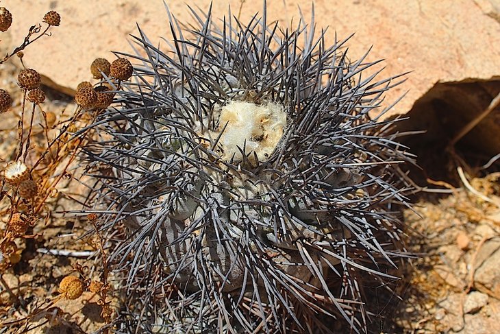 Copiapoa griseoviolacea  UKR-105