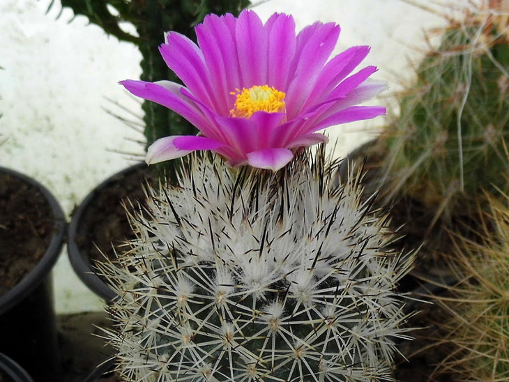 Gymnocactus beguinii