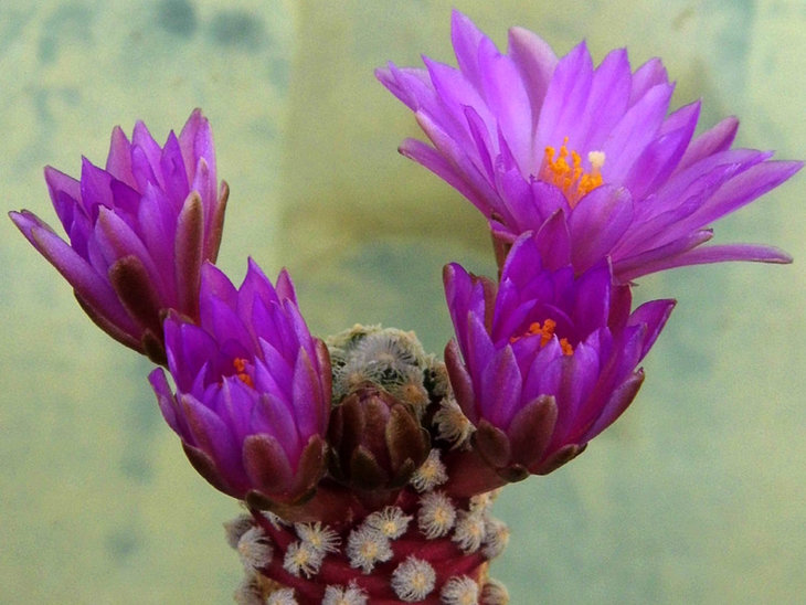 Mammillaria theresae