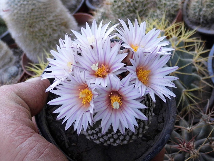 Pelecyphora pseudopectinata2
