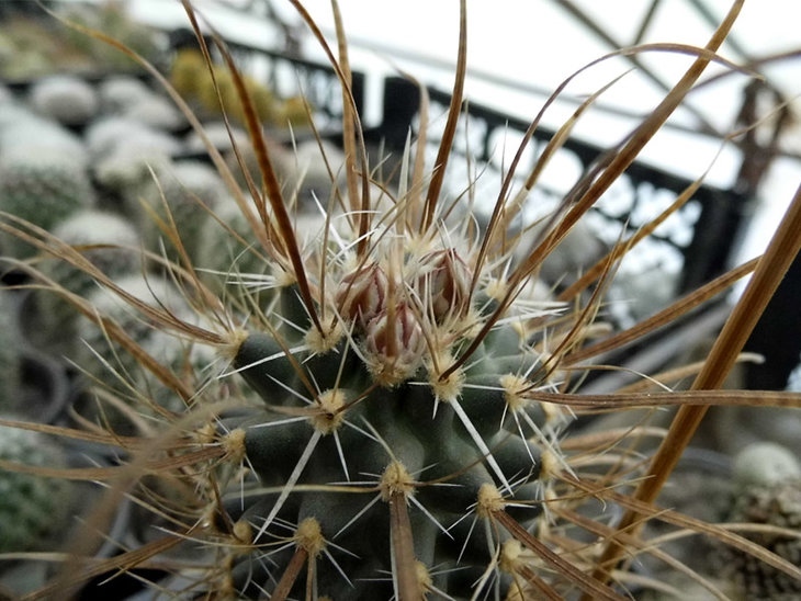 Toumeya papyracantha