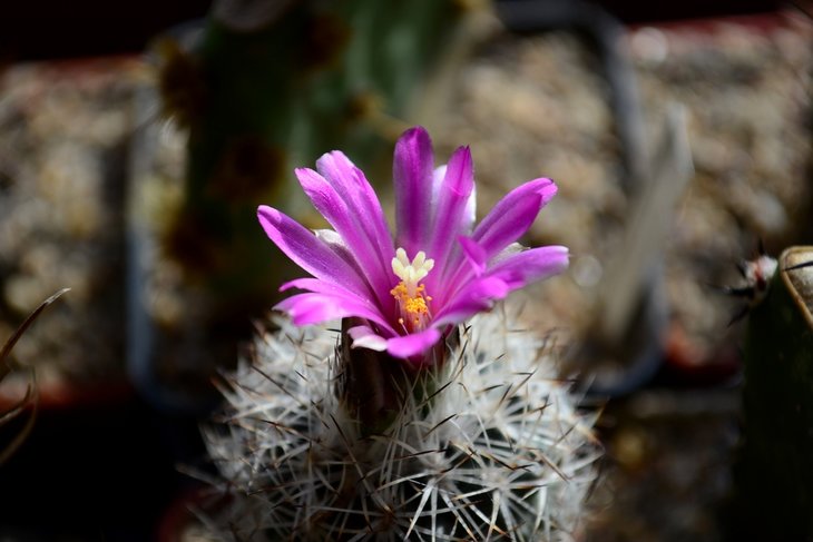 Gymnocactus beguinii
