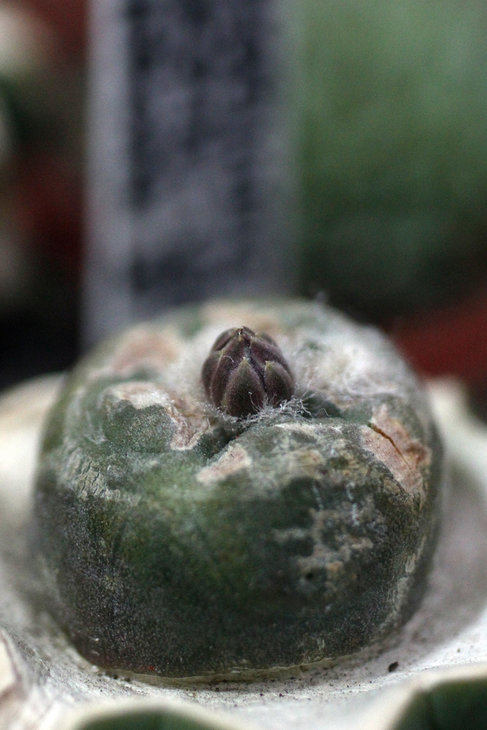 Lophophora alberto-vojtechii готовиться цвести
