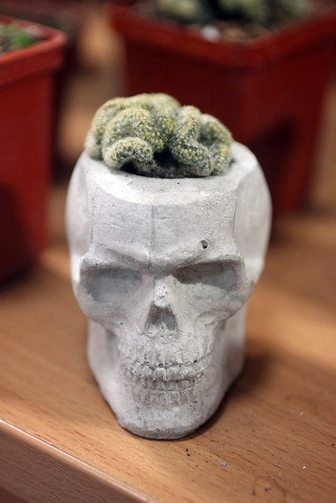 Самый правильный горшок для Mammillaria elongata f. cristata :)