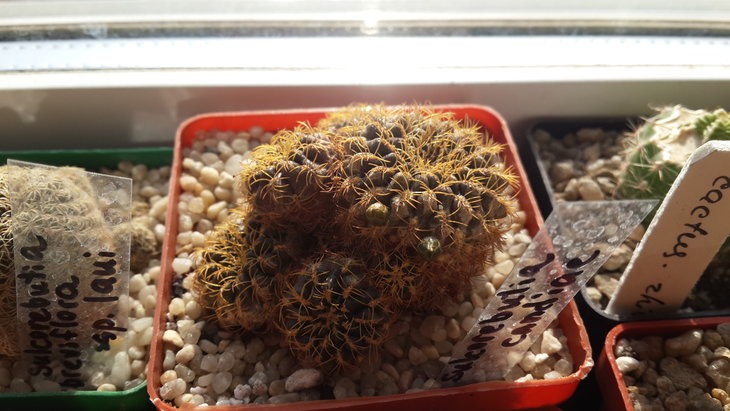Sulcorebutia candiae