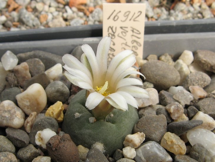 Lophophora alberto-vojtechii Zacatecas G.K