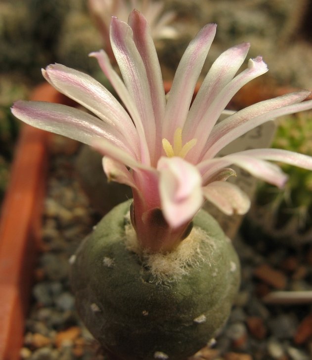 Lophophora alberto-vojtechii VM 867, Nuevo Leon