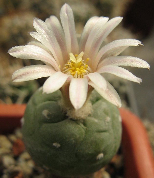 Lophophora alberto-vojtechii VM 834, Coahuila