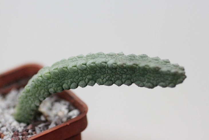 Pseudolithos dodsonianus