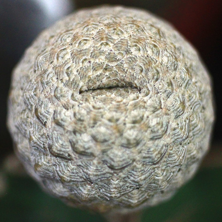 Euphorbia piscidemis (судя по всему, начинающаяся кристата)