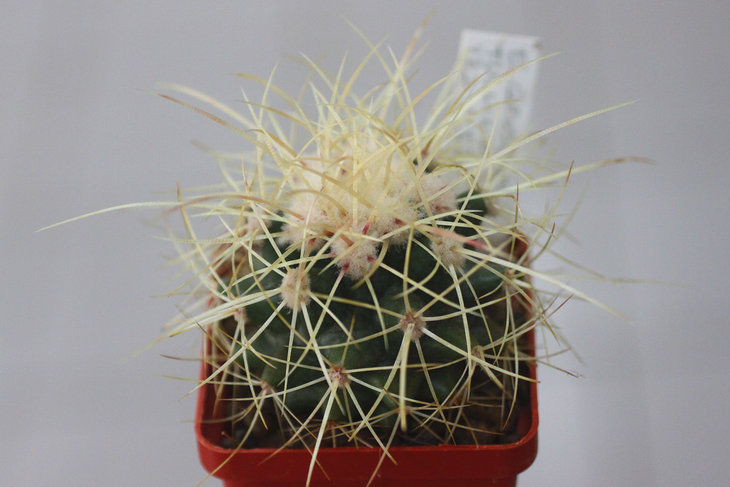 Интересная длинноколючковая форма Echinocactus grusonii VZD 1153 Tulillo, Zacatecas