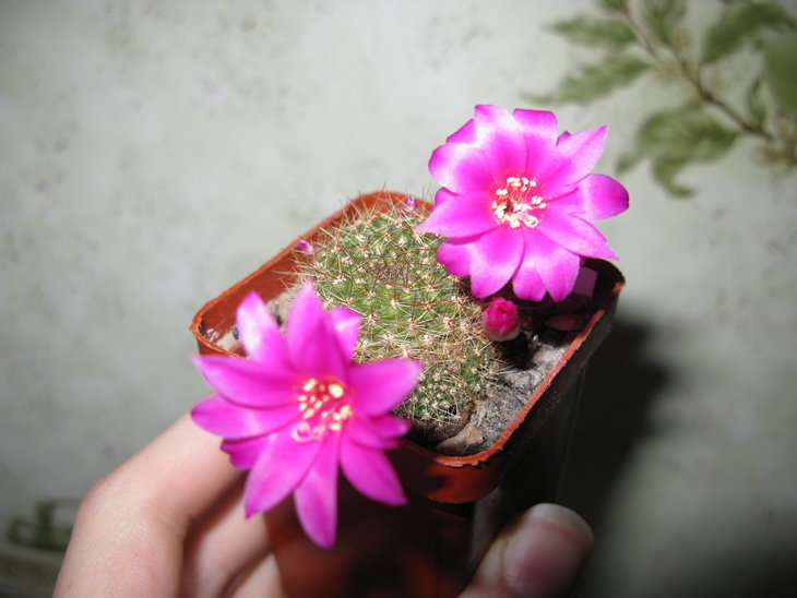 R. vialociflora
