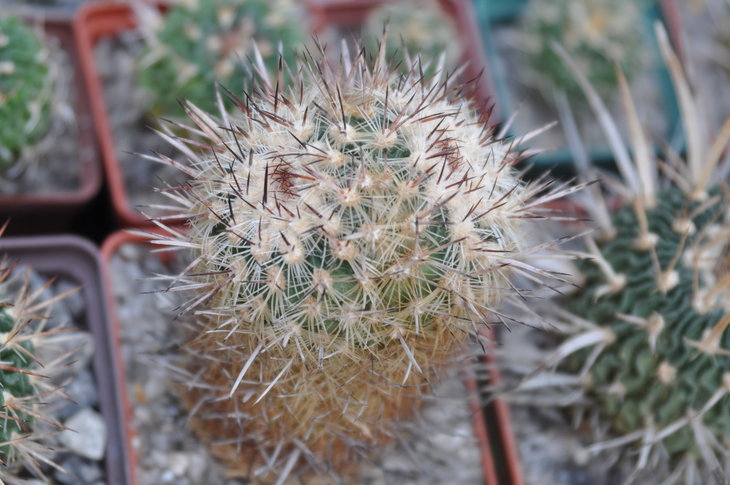 DSC_0369.jpg
