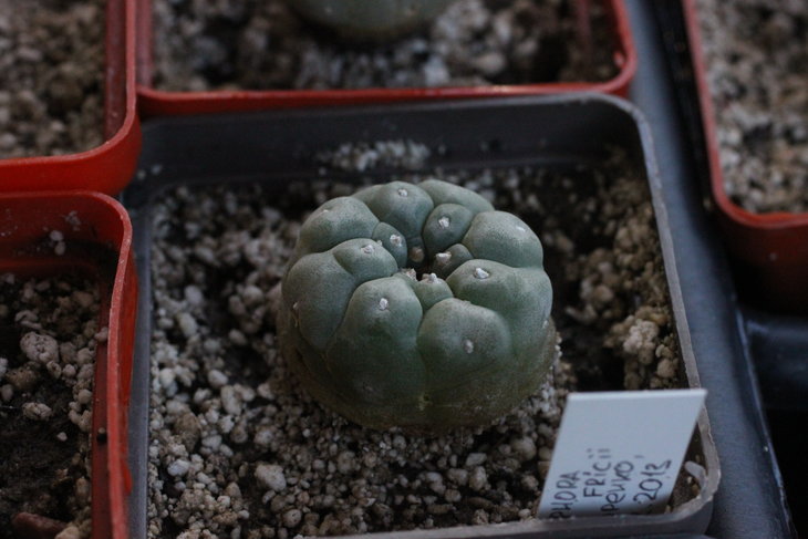 Lophophora fricii (от Юрия Норенко)