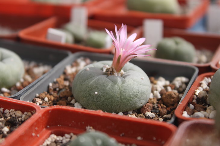 Lophophora fricii (куплена как decipiens у Игоря Лавровского)