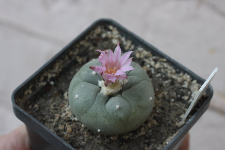 Lophophora fricii (куплена как decipiens у Игоря Лавровского)