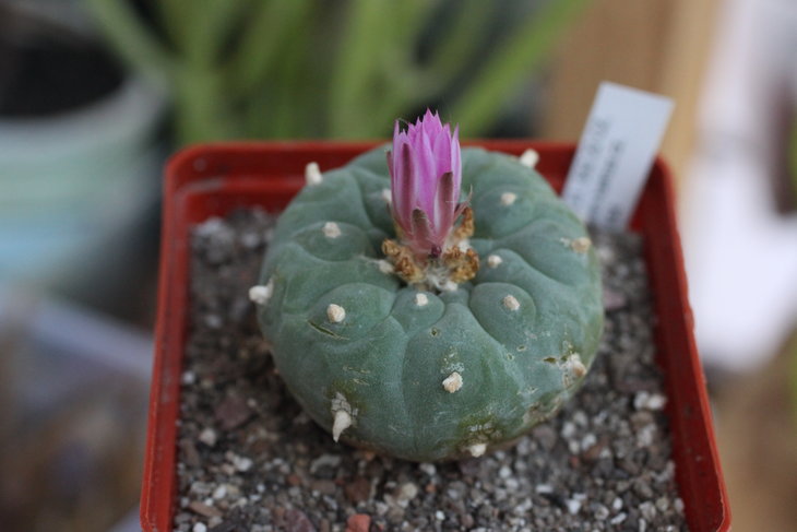 Lophophora fricii (куплена как decipiens у Андрея Ермоленко)