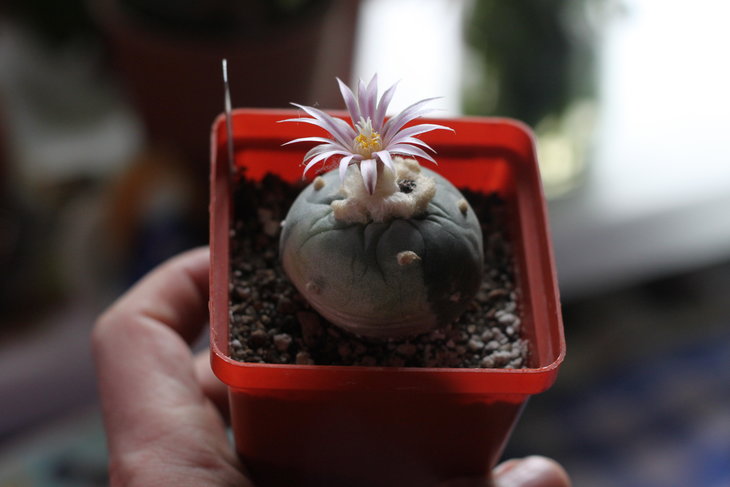 Корнесобственная вариегатная Lophophora fricii. По цветку делаю предположение о гибриде с koehresii - слишком длинные ланцетовидные лепестки для fricii (от Григория Мухина)