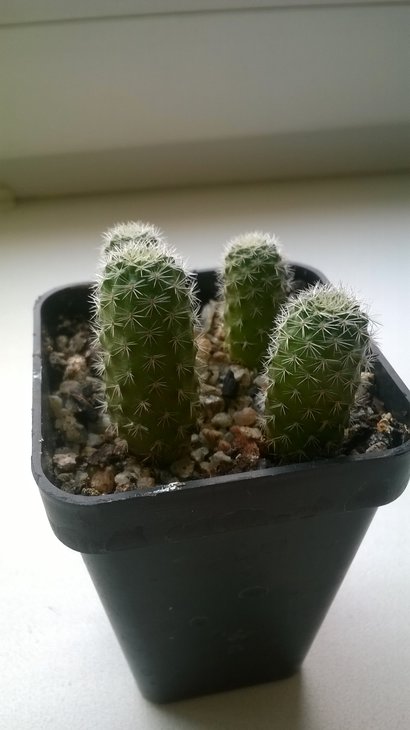 WP_20160330_004.jpg