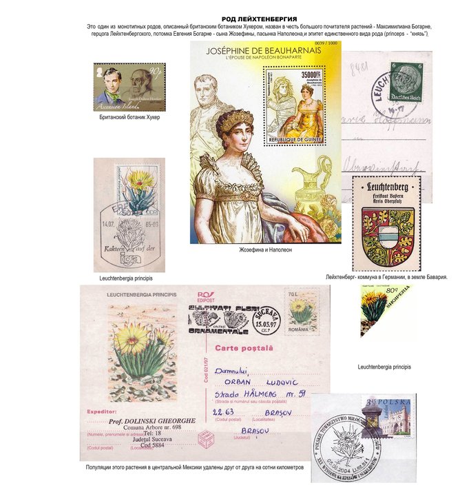 лейхтенбергия княжеская.jpg