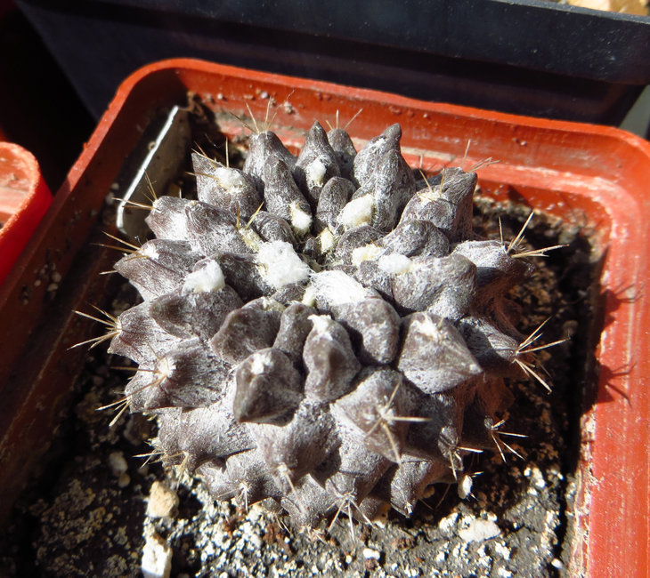 Neochilenia carrizalensis.jpg