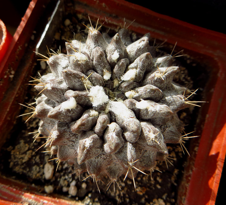 Neochilenia carrizalensis 2.jpg