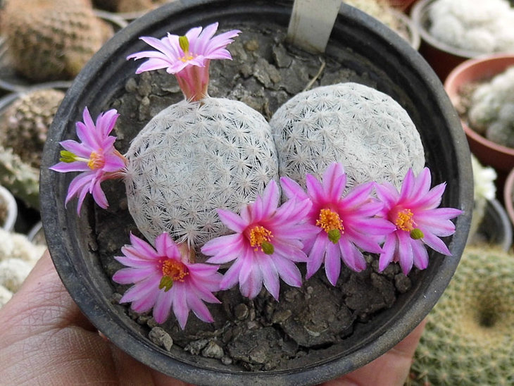 Mammillaria herrerae