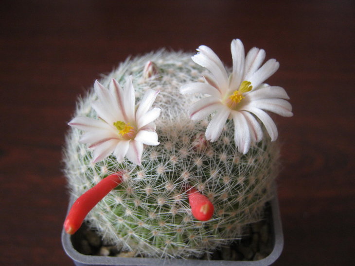 Mammillaria lenta