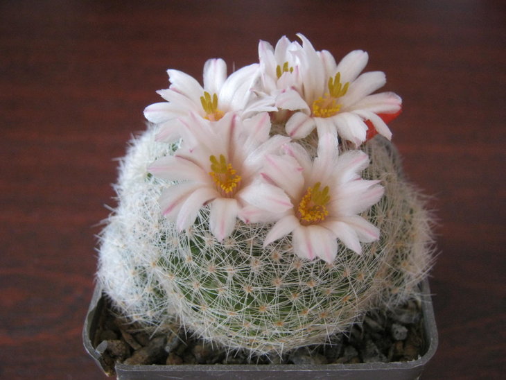 Mammillaria lenta