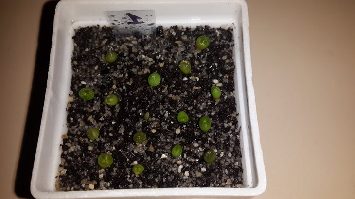 Astrophytum asterias cv. Superkabuto