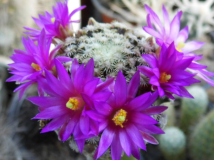 Mammillaria hernandezii