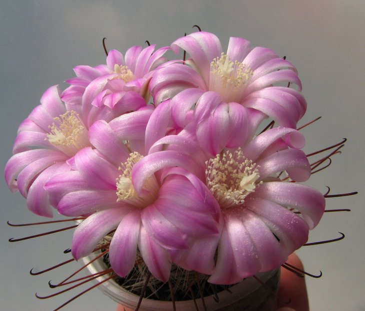 krainzia longiflora