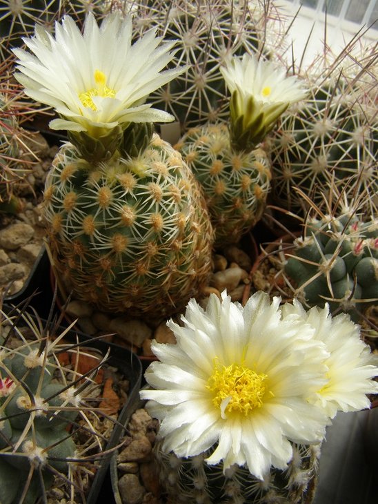 P.bradyi,Coconino County, Az