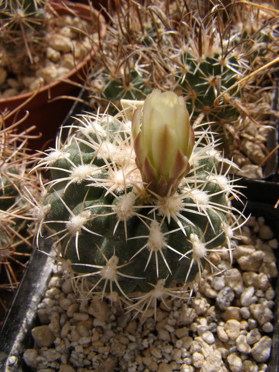 scl.mesae-verdae,ks 006