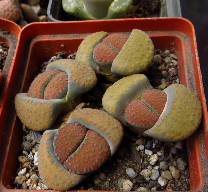 Lithops villetii ssp. kennedyi