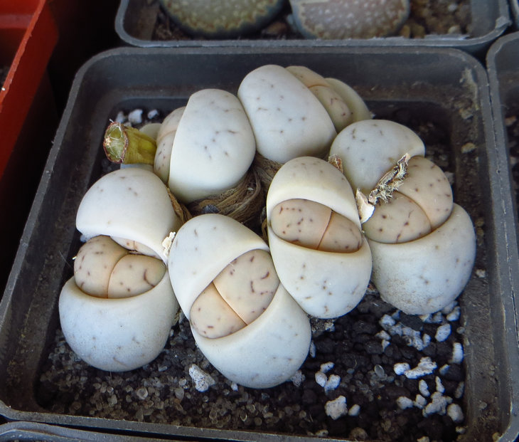 Ruschiorum