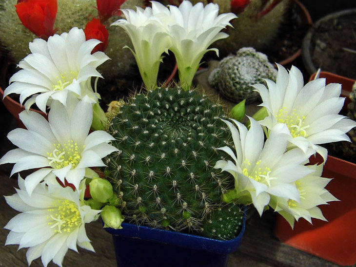 Rebutia krainziana cv. albiflora