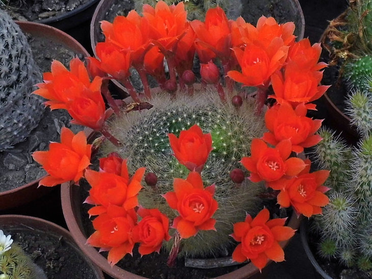 Aylostera muscula.jpg