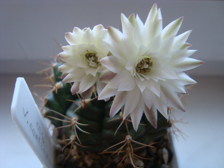 Gymn. damsii v. centrispinum