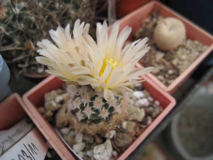 Pediocactus peeblesianus v. fickeisenii  Badrock Canyon AzPediocactus peeblesianus v. fickeisenii  Badrock Canyon Az