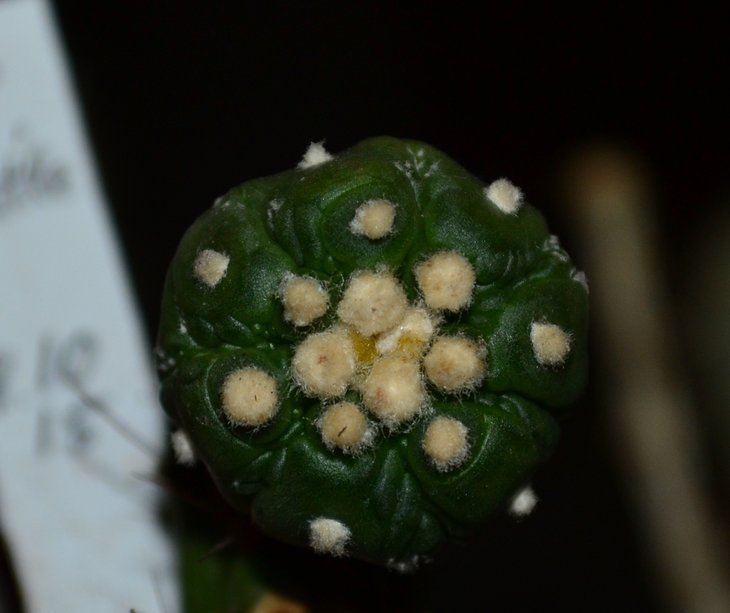 AS.cv.Turtle