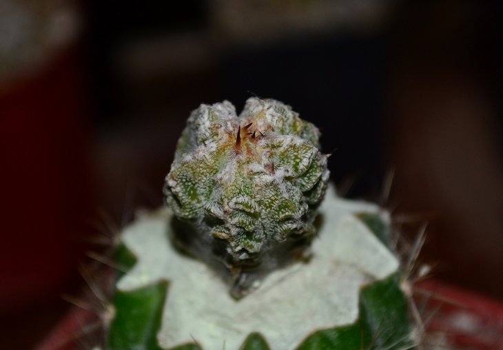 A.multihybrid.