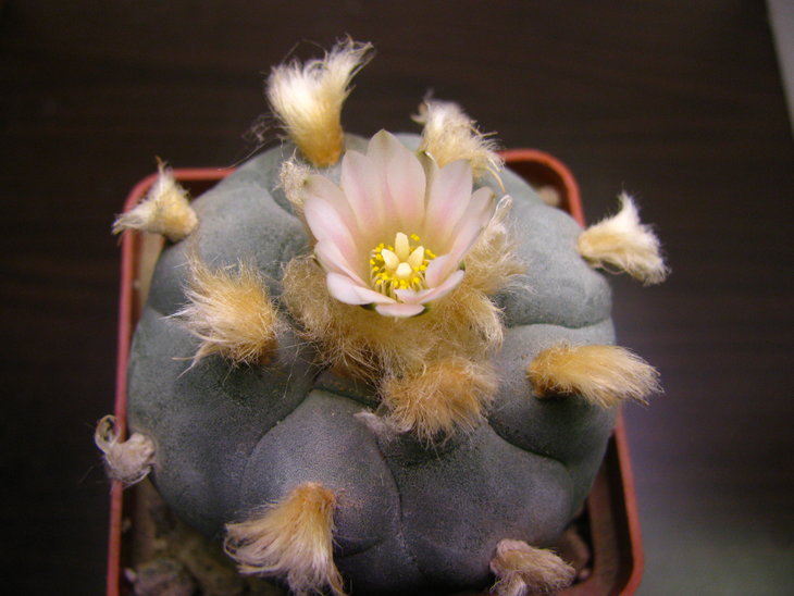 Lophophora williamsii RS 080 La Rinconada