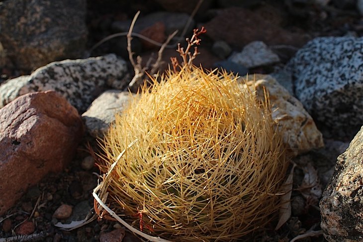 neoporteria eriosyzoides